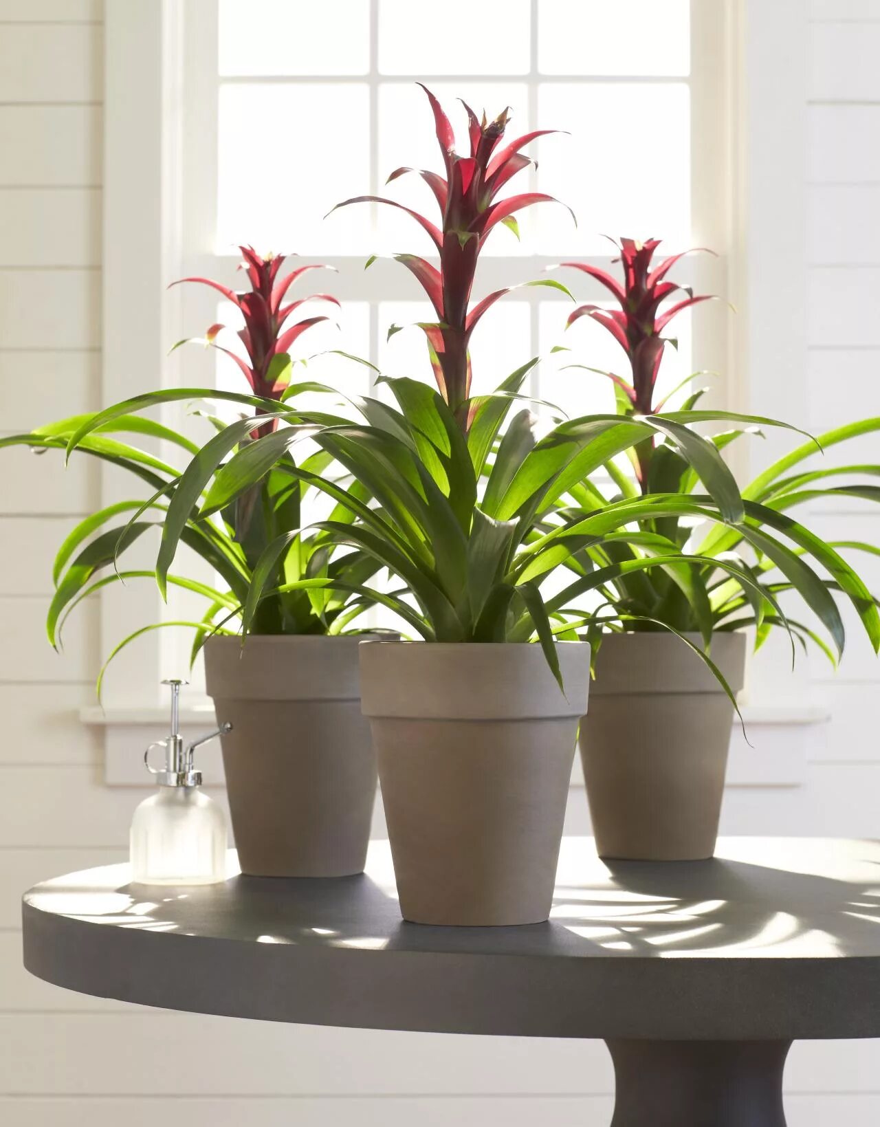 Домашние фото горшка. Гузмания. Гузмания микс. Цветок Guzmania. Гузмания Скай.
