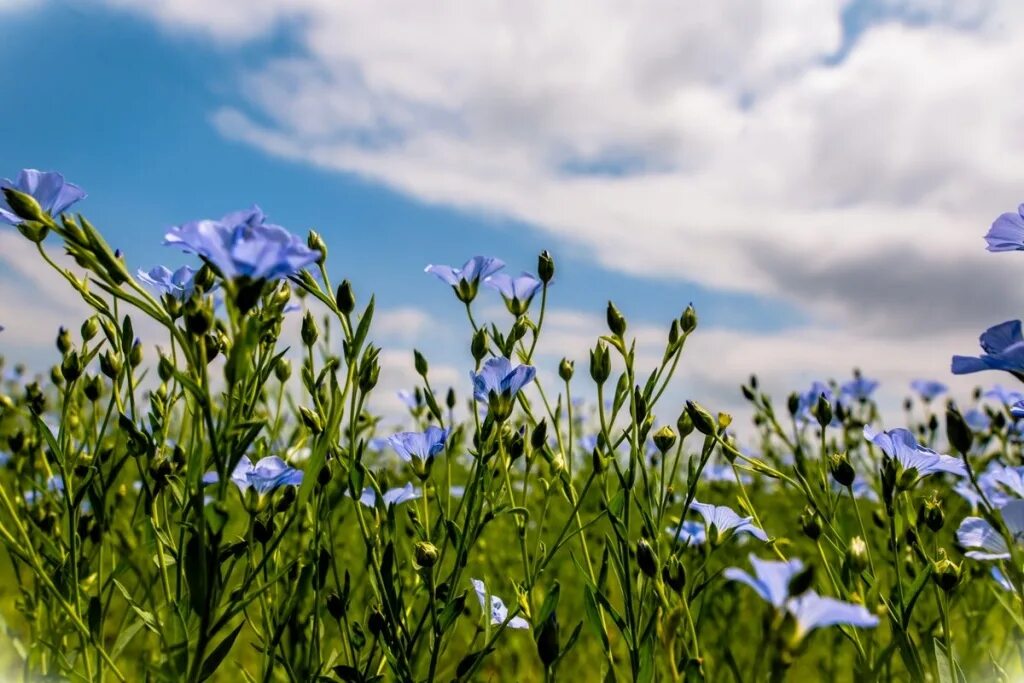The cuckoo sings - by warm days: National signs on Olenin put on June 3 Sports S