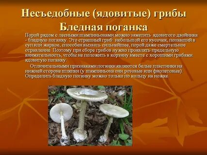 Как проверить грибы