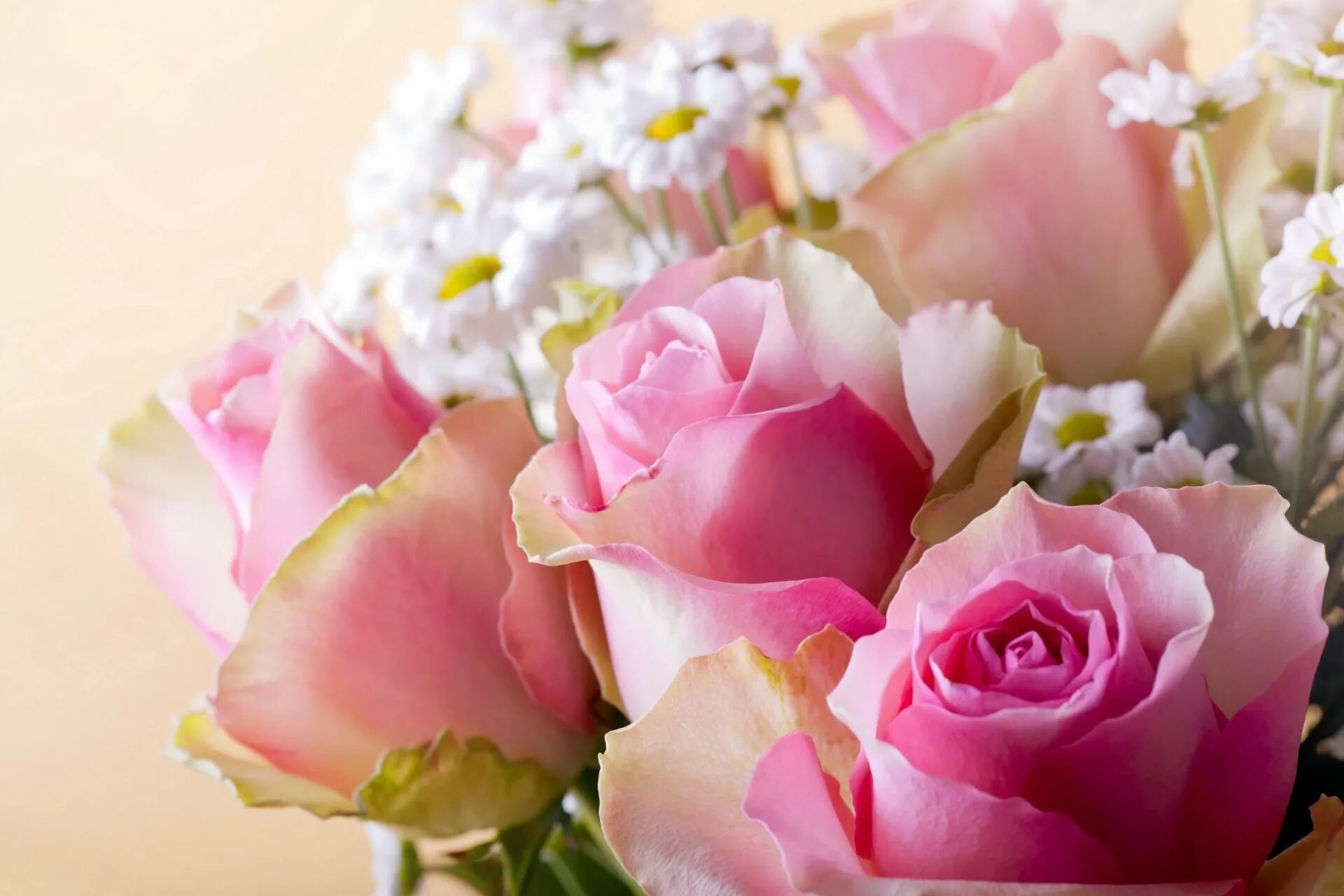 Нежный цветок. Шикарные цветы. Красивый нежный букет. Букет нежных роз.