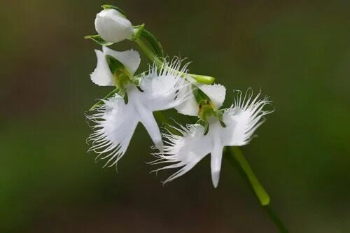 UP to 60% OFF -- 200pcs Japanese Egret Flowers Seeds White Egret Orchid Seeds Ra
