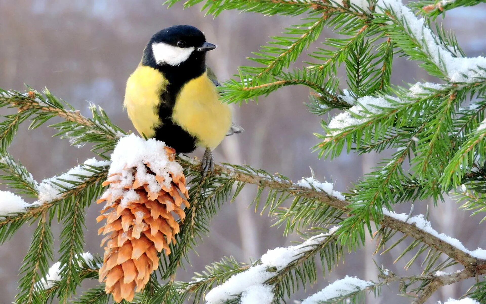 Зимующие птицы синичка. Синица лазоревка. Зимующие птицы синица. Зимующие птицы синичка. Зимующие птицы синица.