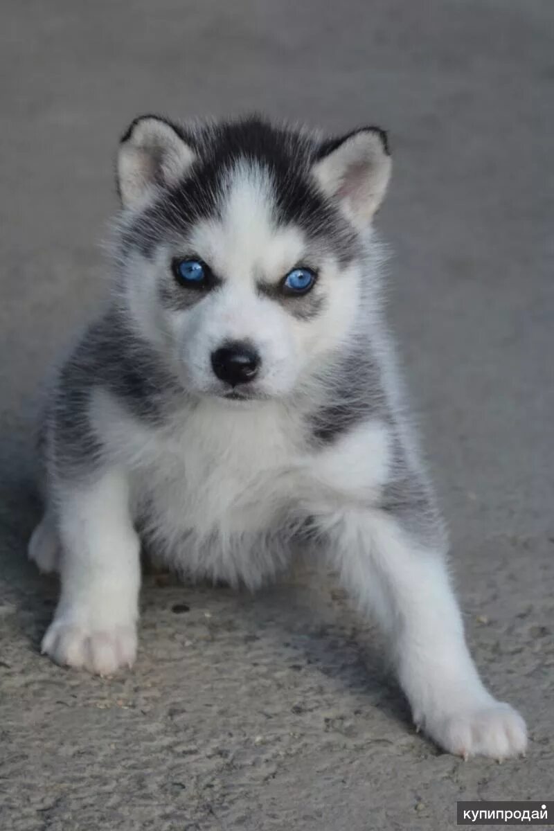 Недорогая хаски. Сибирский хаски щенок голубоглазый. Недорогая хаски. Чистокровный сибирский хаски. Щенки хаски за 1000.