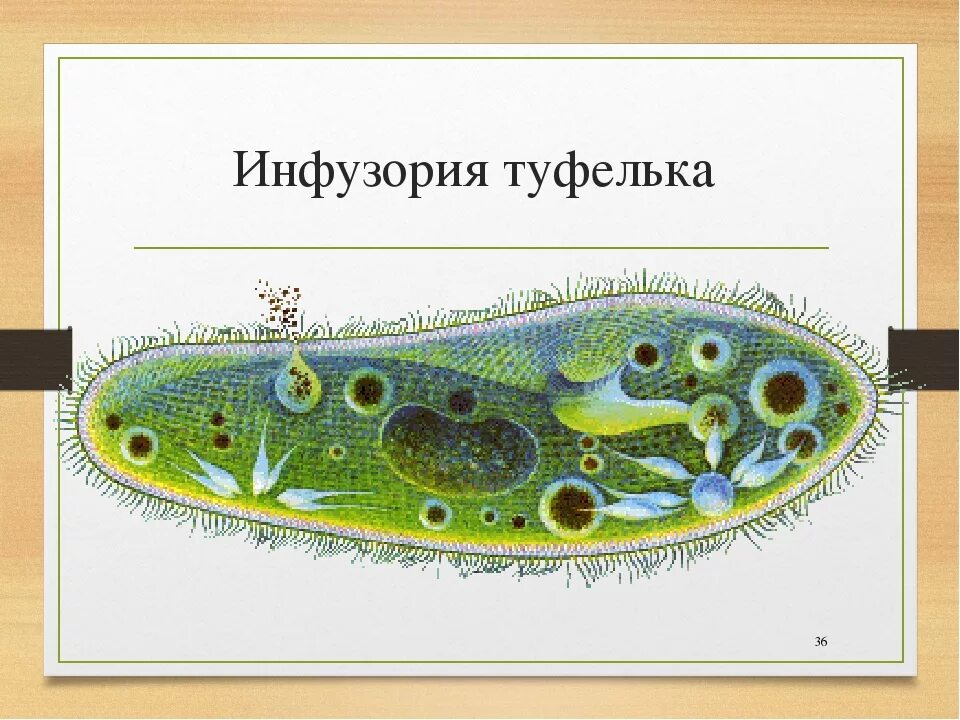 Инфузория туфелька Paramecium caudatum. Биология инфузория туфелька строение. Инфузория туфелька микробиология. Инфузория туфелька протоплазма. Жизнедеятельности инфузории туфельки