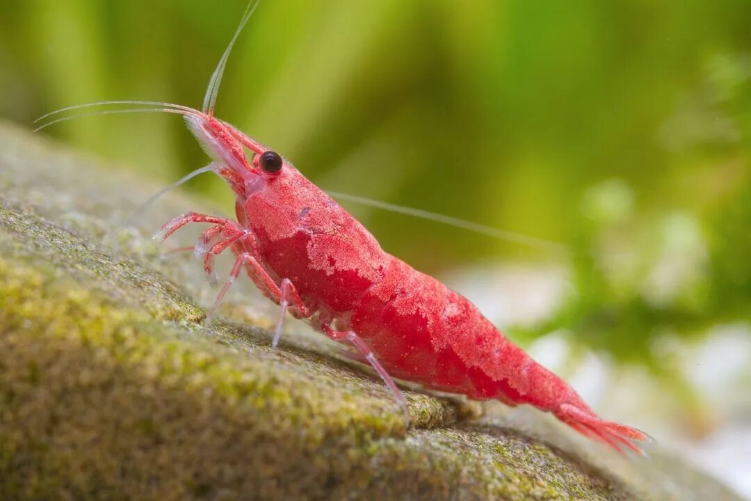 Креветка Caridina parvula. Креветки неокардины. Креветка неокаридина. Neocaridina Davidi “Sakura Red”. Красные креветки купить