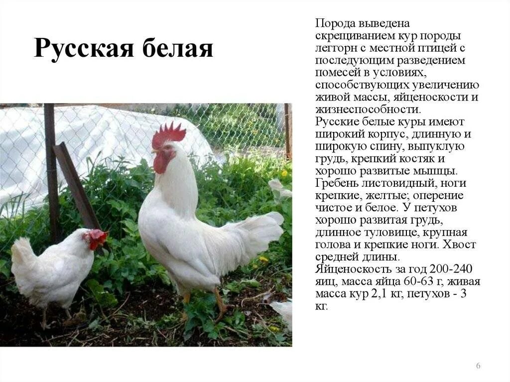 Куры несушки как называется. Куры несушки породы леггорн. белый петух порода леггорн. порода кур леггорн. куры леггорн белый стандарт.