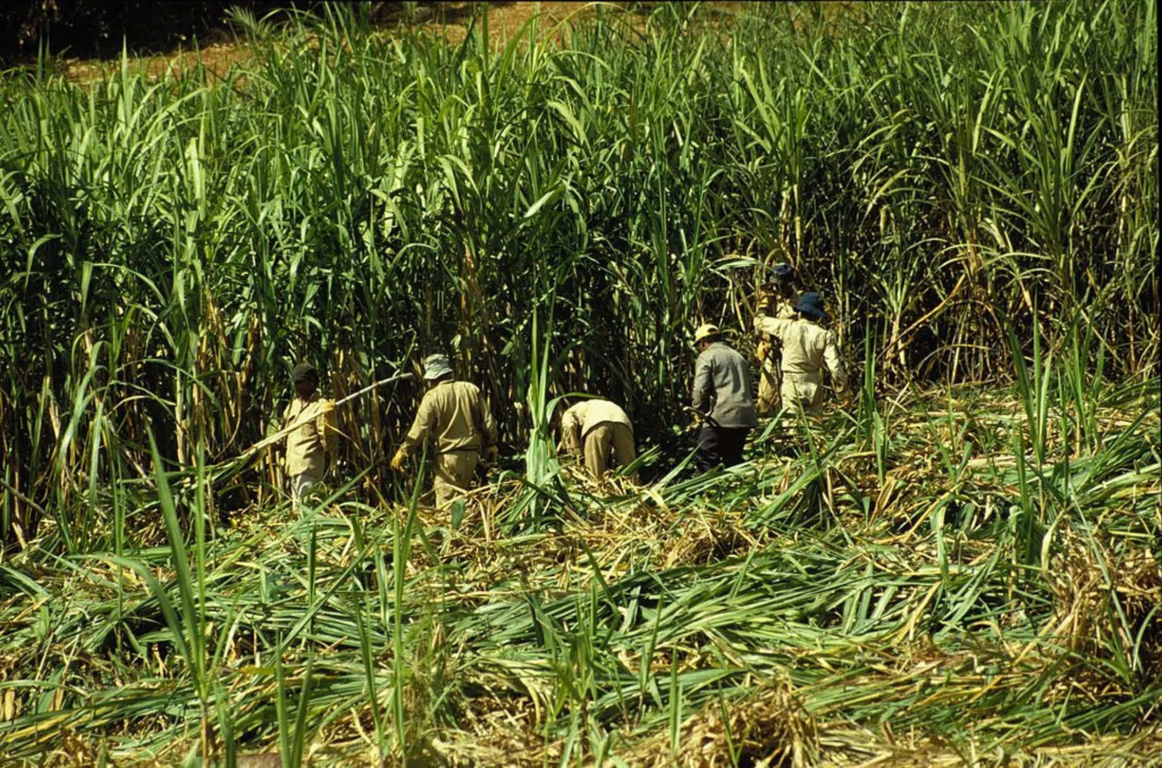 Сахарный тростник производство. Куба сахарный тростник плантации. Маврикий плантации сахарного тростника. Плантации сахарного тростника на Кубе. Сахарный тростник на Кубе.