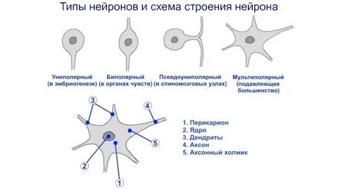 Строение и функции нейронов типы нейронов