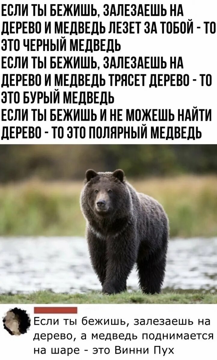 Увидеть медведя предложение. Предложение про медведя.