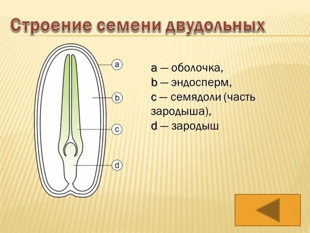 Какое строение имеют семена двудольных растений. Строение зародыша семени однодольных. Семя двудольного с эндоспермом. Семя двудольного растения эндосперм. Семена двудольных растений с эндоспермом.