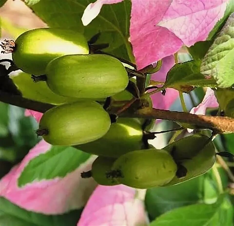 Актинидия коломикта доктор шимановский. Актинидия доктор шимановский. Актинидия коломикта шимановский. Актинидия коломикта. Актинидия коломикта сиреневый туман.