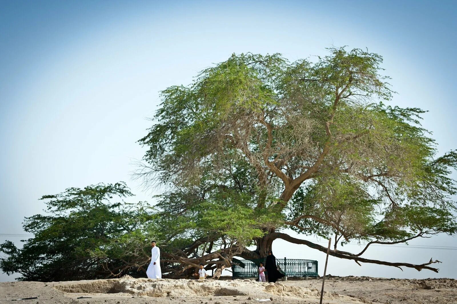 Мескитовое дерево Бахрейн. Древо жизни Бахрейн. Дерево жизни в Bahrain. Дерево жизни в пустыне Бахрейна.