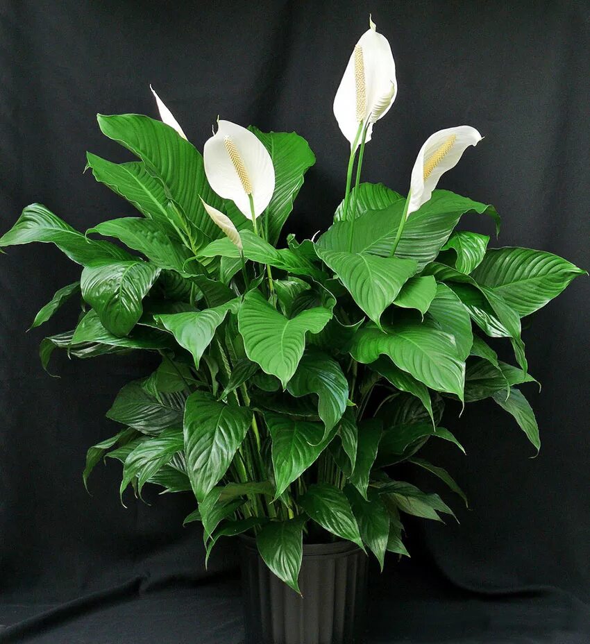 Комнатный цветок с белыми цветами название. Белокрыльник спатифиллум. Спатифиллум Уоллиса (Spathiphyllum wallisii). Спатифиллум обильноцветущий Spathiphyllum floribundum. Спатифиллум Ларго.