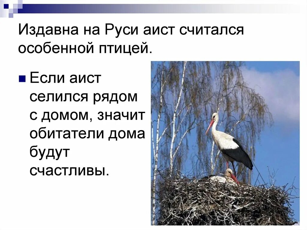 Легенда об аисте. Мифы про аистов. Аист приметы. Стих про аиста. План текста аист у многих народов считается