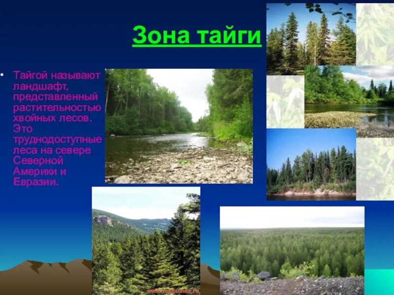 Природная зона презентация 7 класс. Природные зоны Северной Америки Тайга. Зона лесов Тайга. Природная зона Тайга растительный мир. Зона лесов Тайга растительный мир.