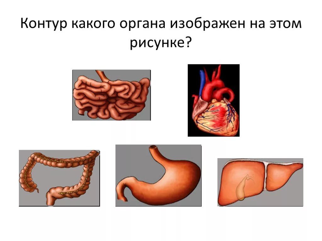 Толстый кишечник 8 класс. Пищеварение в желудке биология. Пищеварение в желудке 8 класс биология. Рисунок на тему желудок.