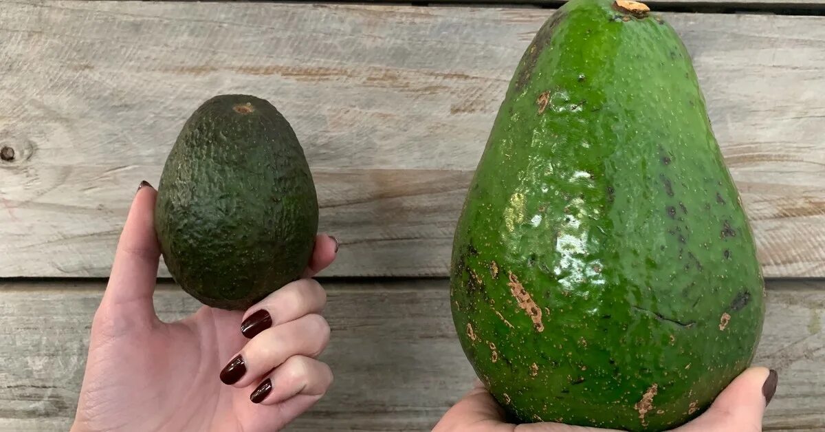 Гигантские авокадо. Авокадо сорт гигант. Авокадо Хаас гигант. Авокадо круглый сорт. Авокадо гигант дерево.