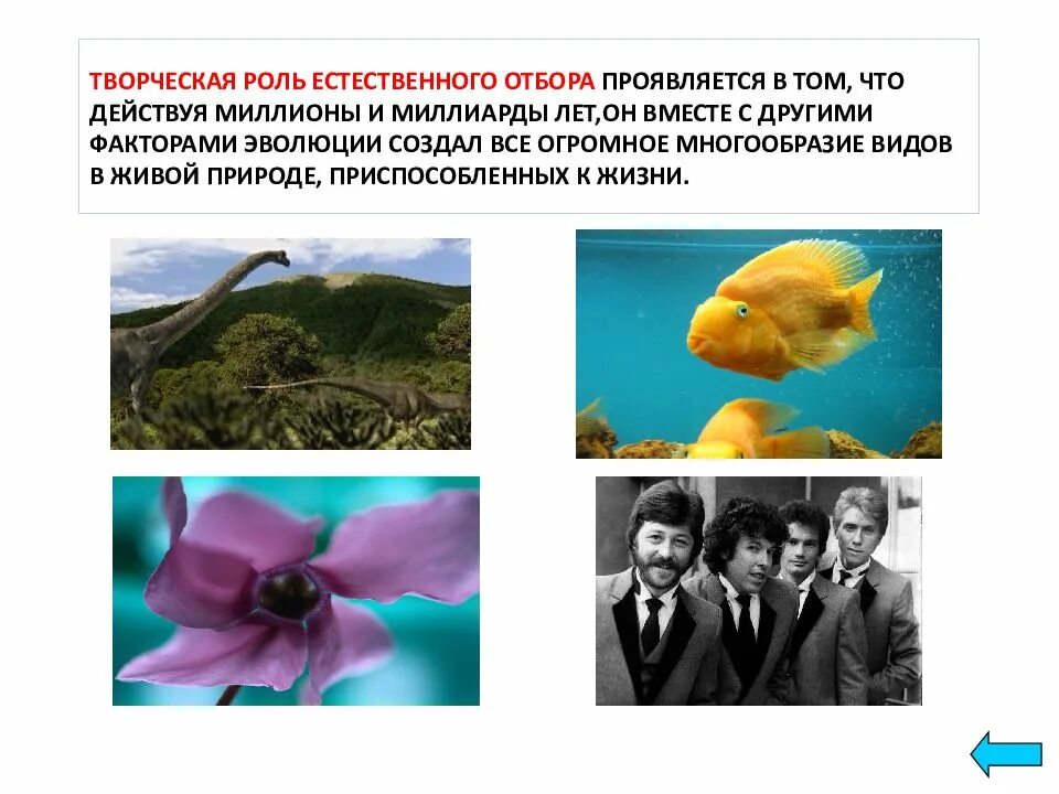 Творческая роль естественного отбора примеры. Творческая роль естественного. Принцип естественного отбора. Творческая роль естественного. Творческая роль естественного отбора в эволюции.