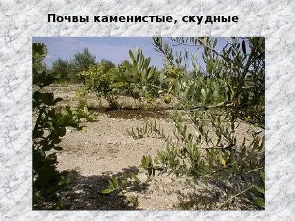 Почва древней греции