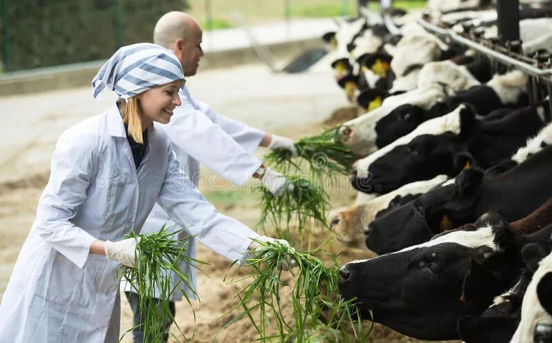 Наемные работники на ферме. Работник фермы. Работница фермы. Работница фермы. Работница фермы.