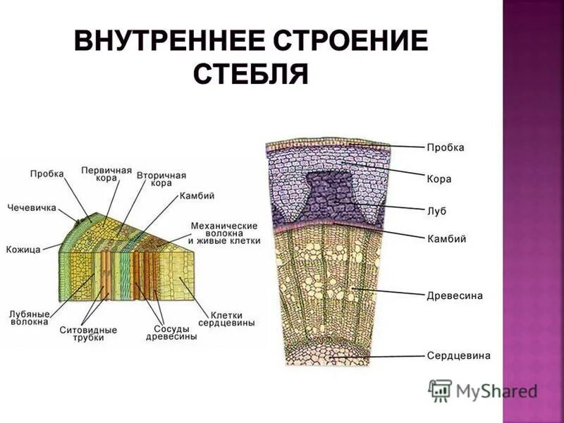 Сердцевина многолетнего стебля у растений выполняет функцию. Строение стебля липы поперечный срез. Биология поперечный срез стебля. Продольно-поперечный срез древесного стебля. Строение стебля липы 6 класс.