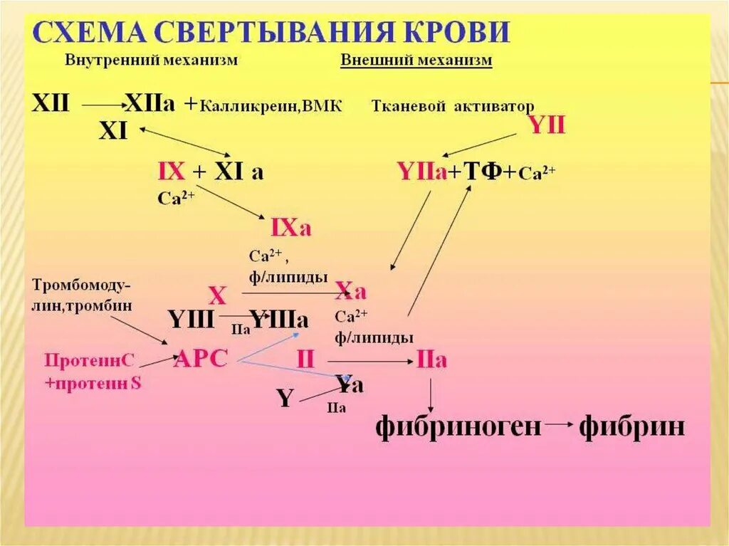 Функция свертывания крови выполняют. Фазы свертывания крови схема. Схема свертывания крови образование сгустка. Процесс свертывания крови схема. Схема свертывание крови коагуляционного.