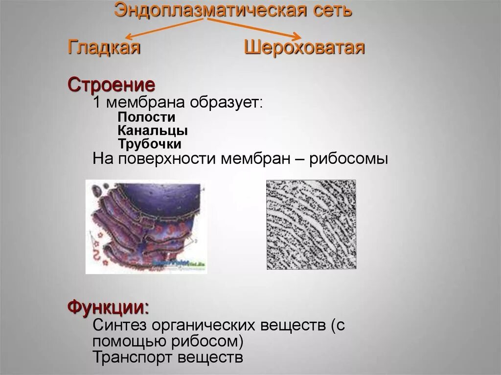 Эндоплазматическая сеть строение и функции. Эндоплазматическая сеть а гладкая б шероховатая. Гладкий и шероховатый эндоплазматический ретикулум. Мембраны эндоплазматической сети строение. Гладкая эндоплазматическая сеть рисунок.