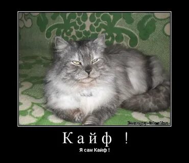 Сама кайф