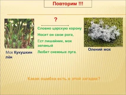 Олений мох относится