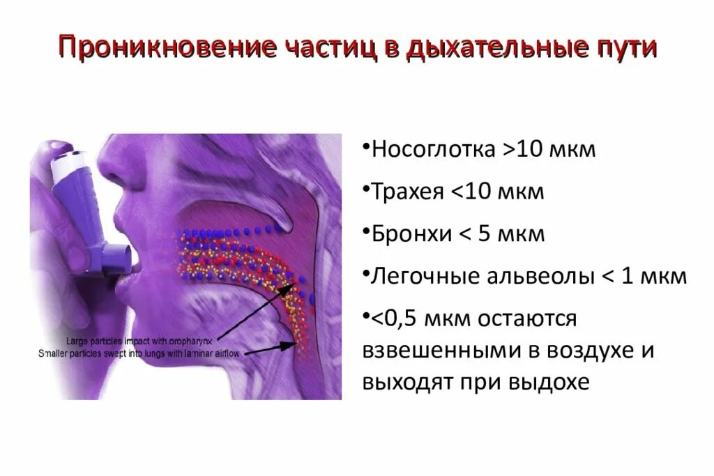 Размер частиц воздуха. Проникновение частиц в дыхательные пути. Диаметр частиц аэрозоля. Какого размера дыхательные пути. Таблетка попала в дыхательные пути.