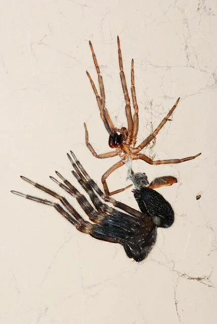 cupcakes-and-lithium Spider pictures, Sleeping dogs, Pet tarantula