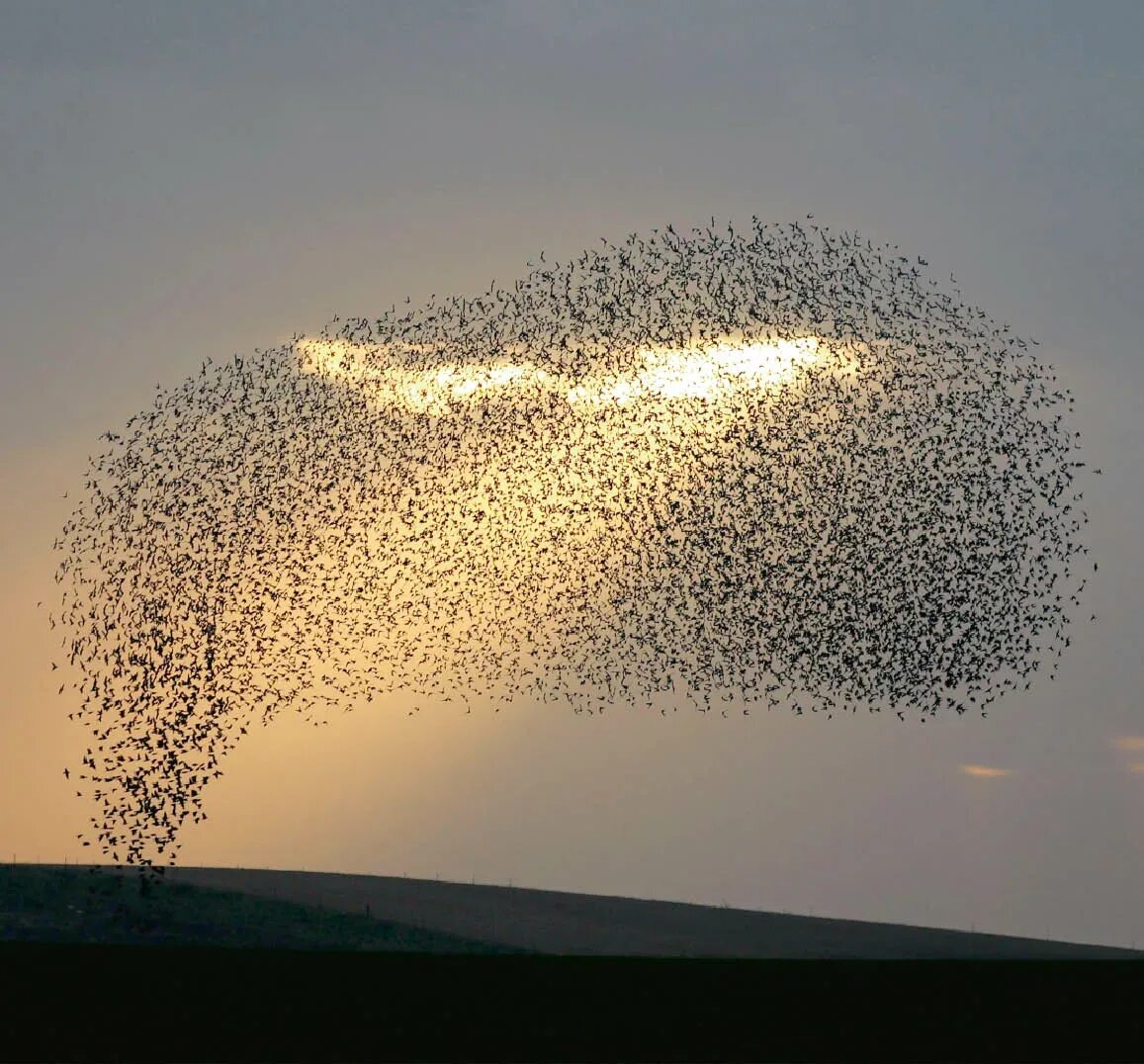 Мурмурация скворцов столкновение облак. Скворцы мурмурация. Мурмурация птиц скворцов. Чулок для подарков мурмурация. Мурмурация дронов.