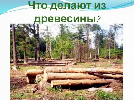Что можно сделать из древесины окружающий