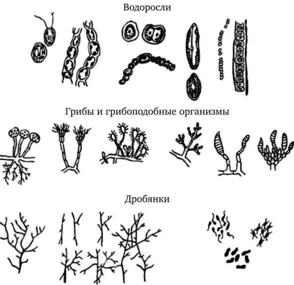 Почвенные микроорганизмы. Почвенные бактерии рисунок. Бактерии в почве. Микроорганизмы в почве рисунок.