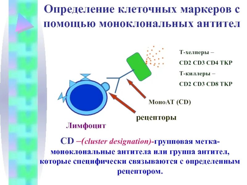 Моноклональные антитела т лимфоциты. Моноклональные антитела к cd3.. Определение моноклональных антител. Метод выявления т-лимфоцитов. Клон антитела