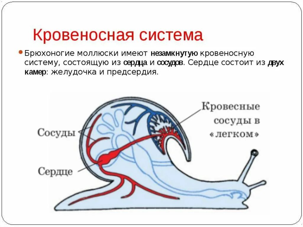 Кровеносная система система брюхоногих моллюсков. Брюхоногие моллюски строение. Схема кровеносной системы улитки. Брюхоногие моллюски строение кровеносная система. Кровообращение червей