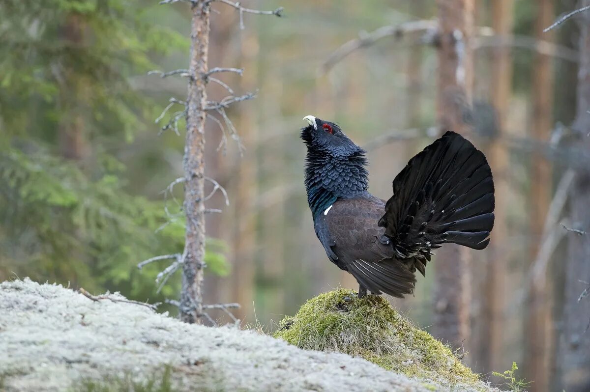 Глухарь и глухарка. Глухарь (Tetrao urogallus). Чернобрюхий Глухарь. Обыкновенный Глухарь. Обыкновенный Глухарь Косач.