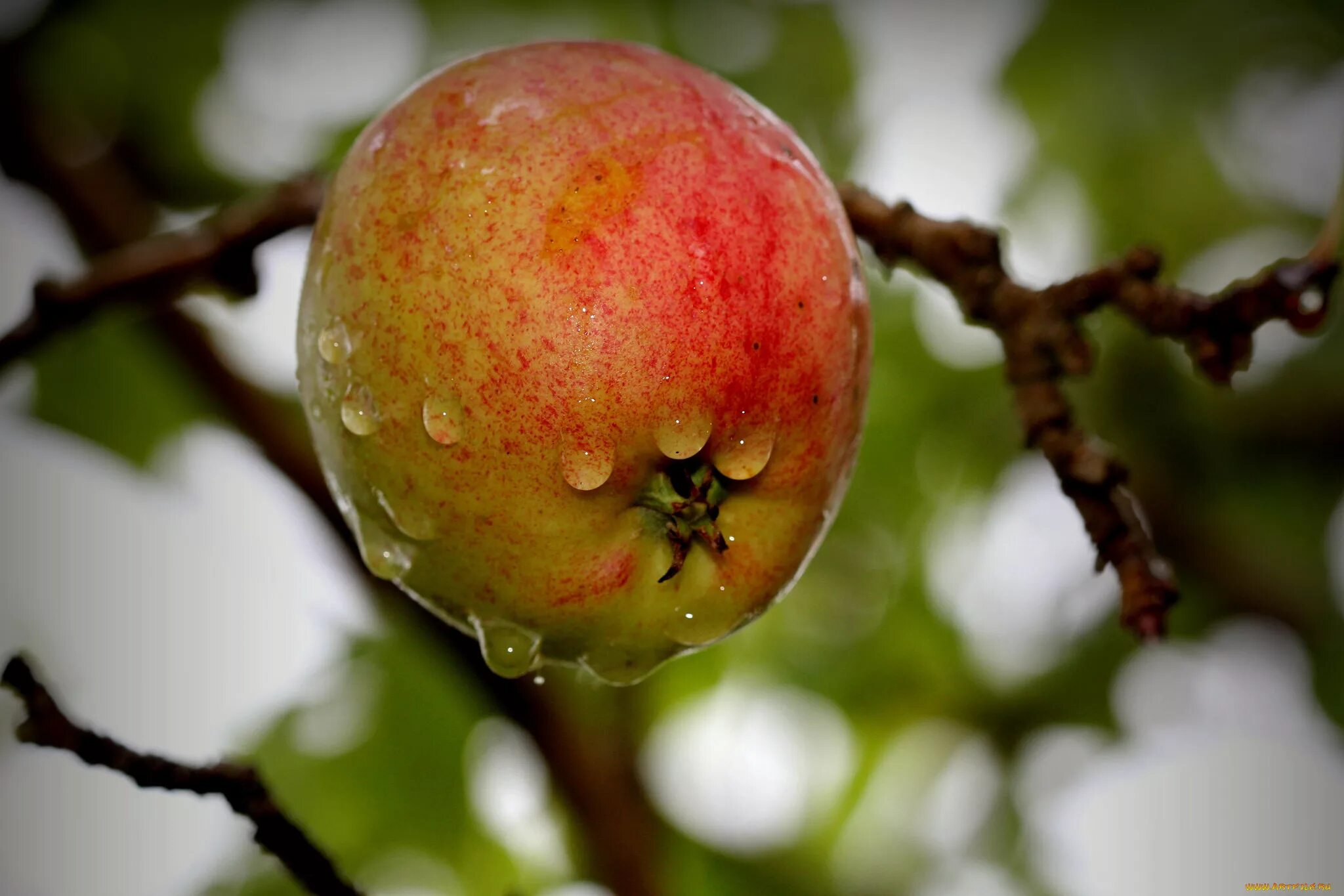 Плод яблоко. Яблоко плод яблони. Растения с плодом яблоко. Появление плодов на яблоне.