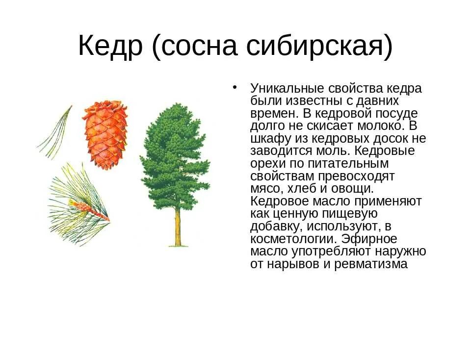 Предложения с словом хвойный. Сосна Сибирская хвоинки. Рассказ о дереве кедр. Рассказ о хвойном дереве 1 класс. Сибирский кедр описание дерева для детей.