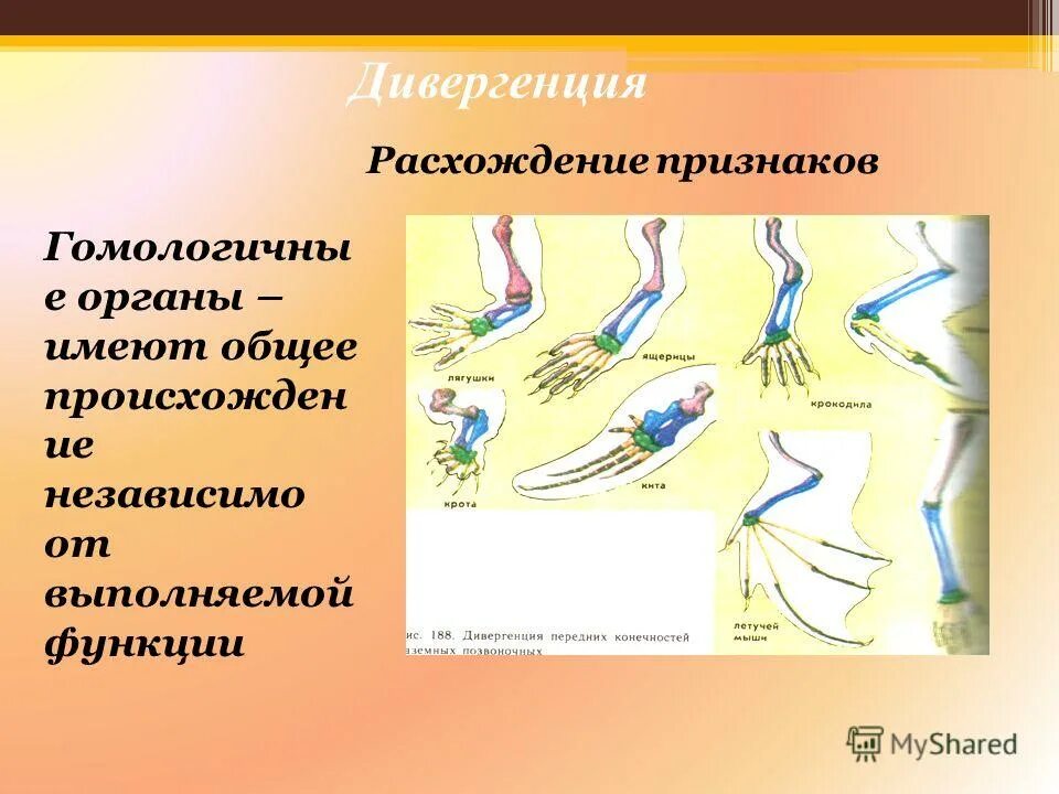 Дивергенция это процесс расхождения. Конвергенция и дивергенция в биологии примеры. Расхождение признаков и свойств у первоначально близких групп. Расхождение признаков в ходе эволюции. Дивергенция это кратко.