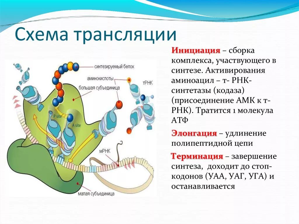 Схема процесса трансляции биология. Синтез белка трансляция этапы инициация элонгация. Трансляция биология. Трансляция РНК инициация. Инициация белка