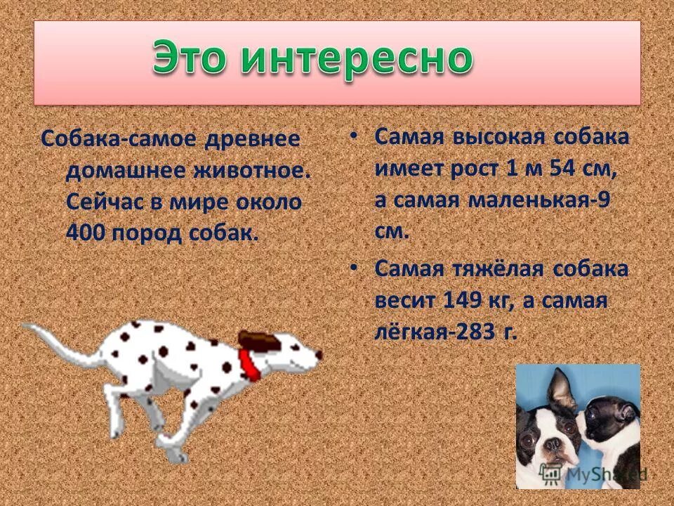 Мой домашний питомец собака 1 класс. Собака для презентации. Презентация на тему собаки. Проект на тему собаки. Презентация о домашних собаках.