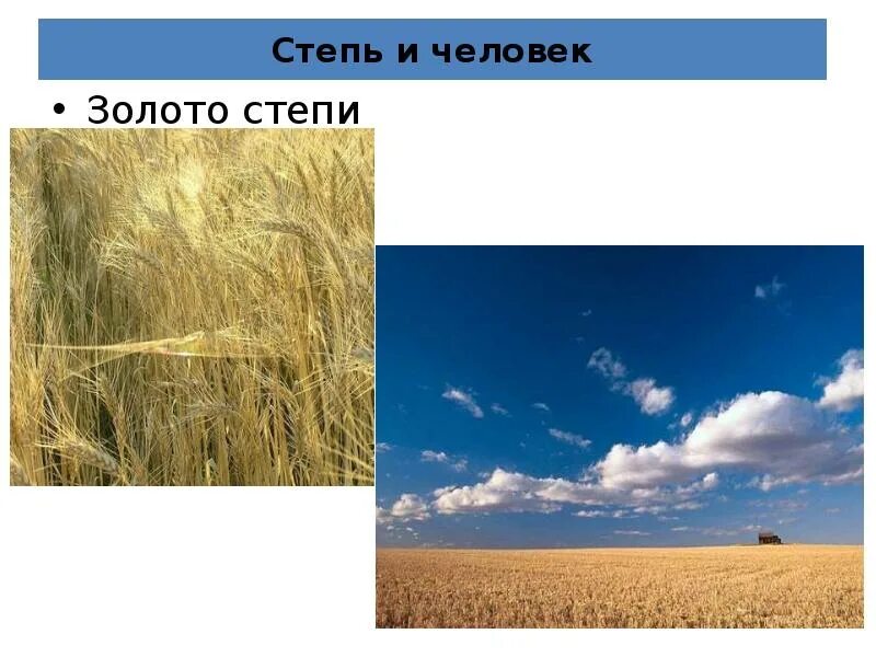 Какие богатства зоны степей использует человек. Степи и человек. зона степей и человек. степь и человек 4 класс. занятие людей в степи для 4 класса.