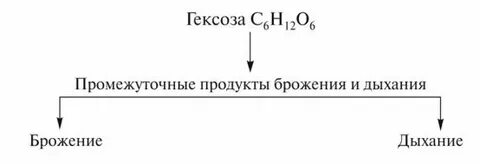 Почему брожение считали дыханием