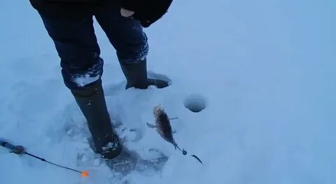 Ловля берша зимой на тюльку