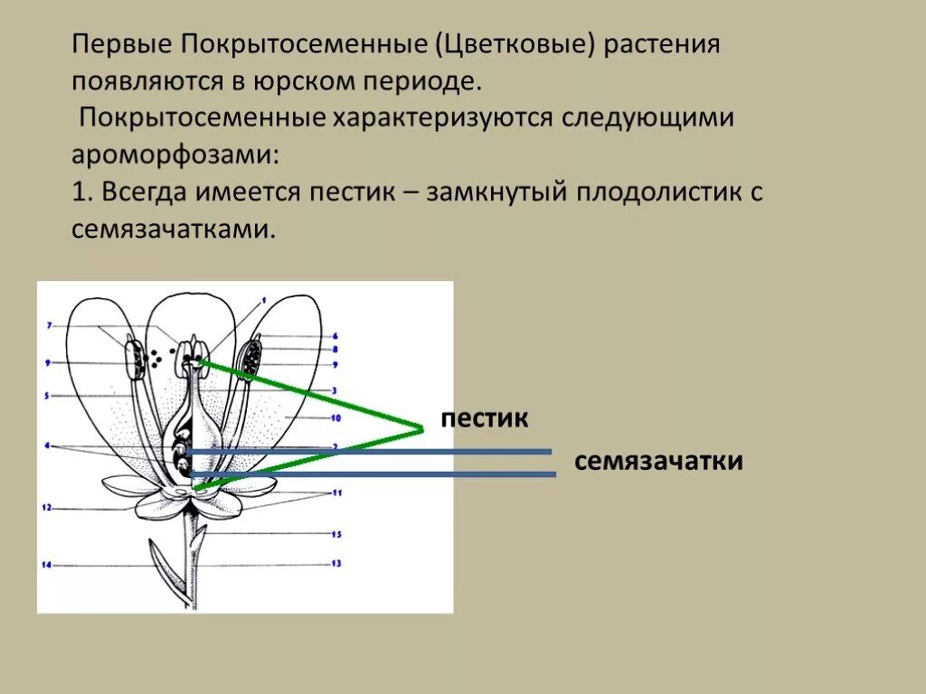 Ароморфозы покрытосеменных растений. Ароморфозы покрытосеменных цветковых растений. Ароморфозы покрытосеменных растений ЕГЭ. Ароморфозы генеративных органов покрытосеменных растений.