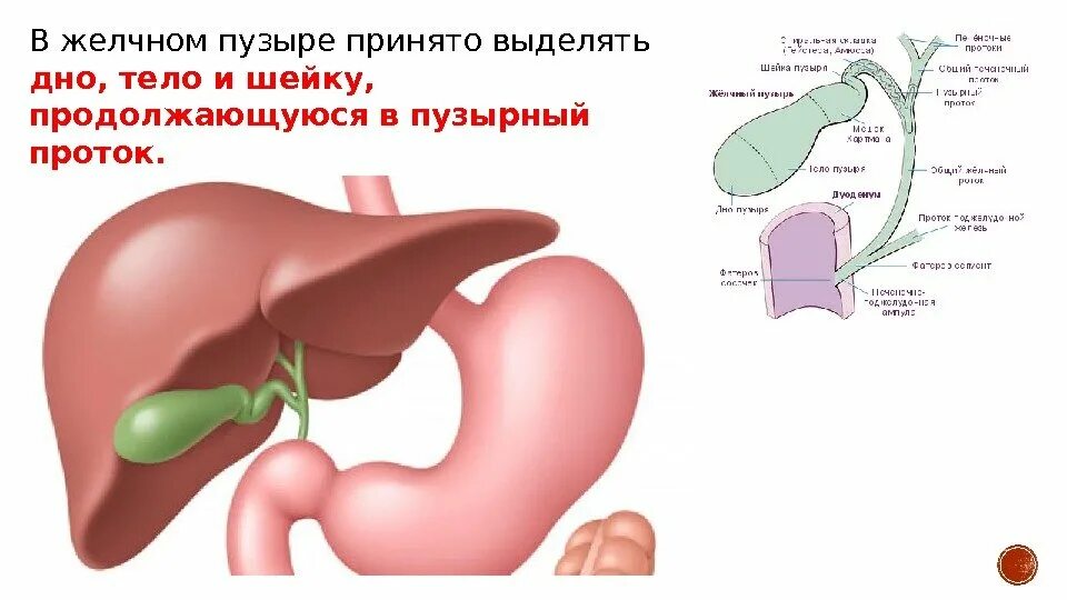 Желчный пузырь анатомия человека. Анатомия желчного пузыря у собаки. Желчный пузырь и желчные протоки анатомия. Шейка желчного пузыря анатомия.