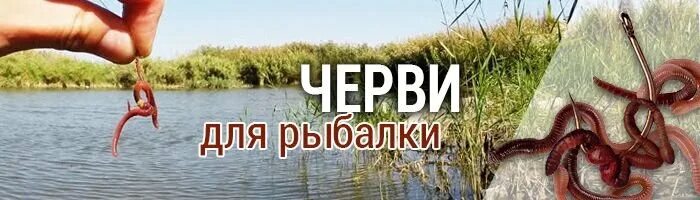 Червей ловит. Черви для рыбалки реклама.