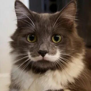 Усы котиков