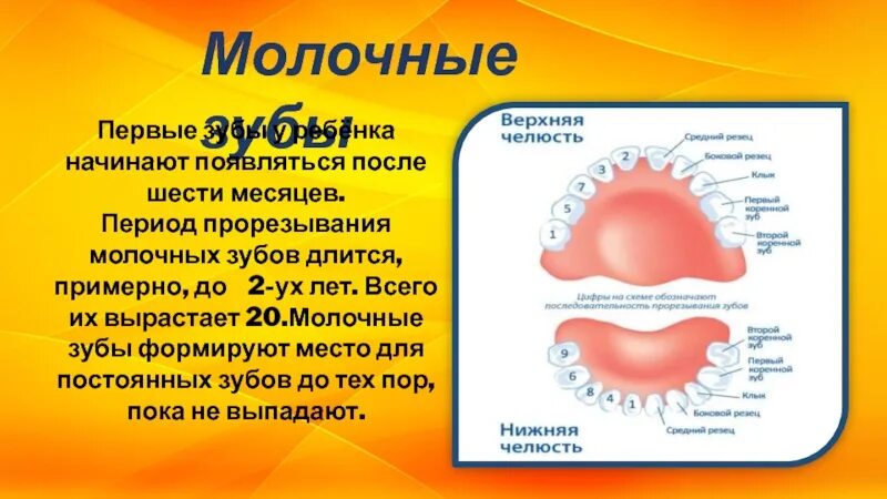 Молочный зуб четвертый снизу. Молочные 4 зубы. Молочный зуб четверка строение. Молочные 4 зубы. 5 зуб снизу молочный или постоянный.